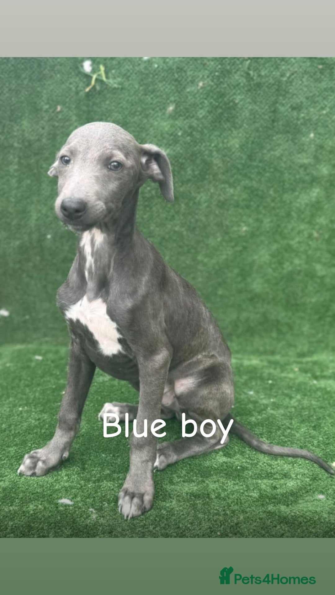 Whippet dogs for sale: Top quality whippet puppies - Image 8