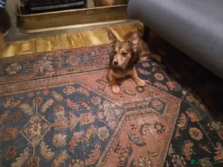 Mixed Breed dogs Jack a pom - Advert 8