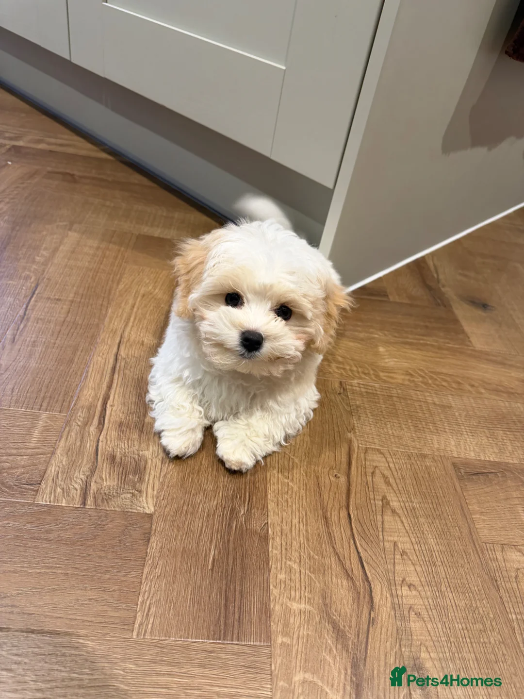Maltipoo dogs for sale: Female Maltipoo 5mnths Vaccinated Raised with Kids - Advert 6