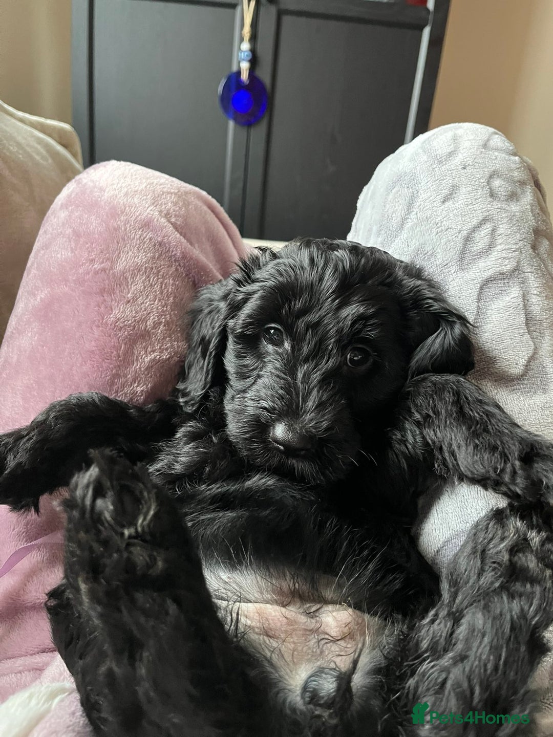Cockapoo dogs for sale: F1b Cockapoo Puppies Last 3 Available – Ready Now. - Advert 29