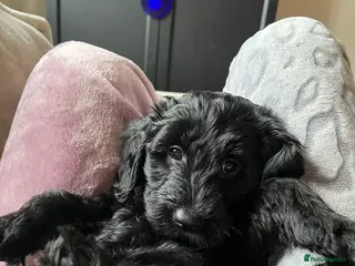 Cockapoo dogs F1b Cockapoo puppies 2 female pups available. - Advert 14