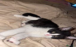 Mixed Breed cats for sale: Female kitten - Image 1