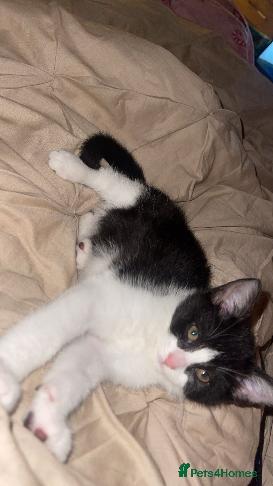 Mixed Breed cats for sale: Female kitten - Image 1