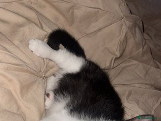 Mixed Breed cats - Advert 4