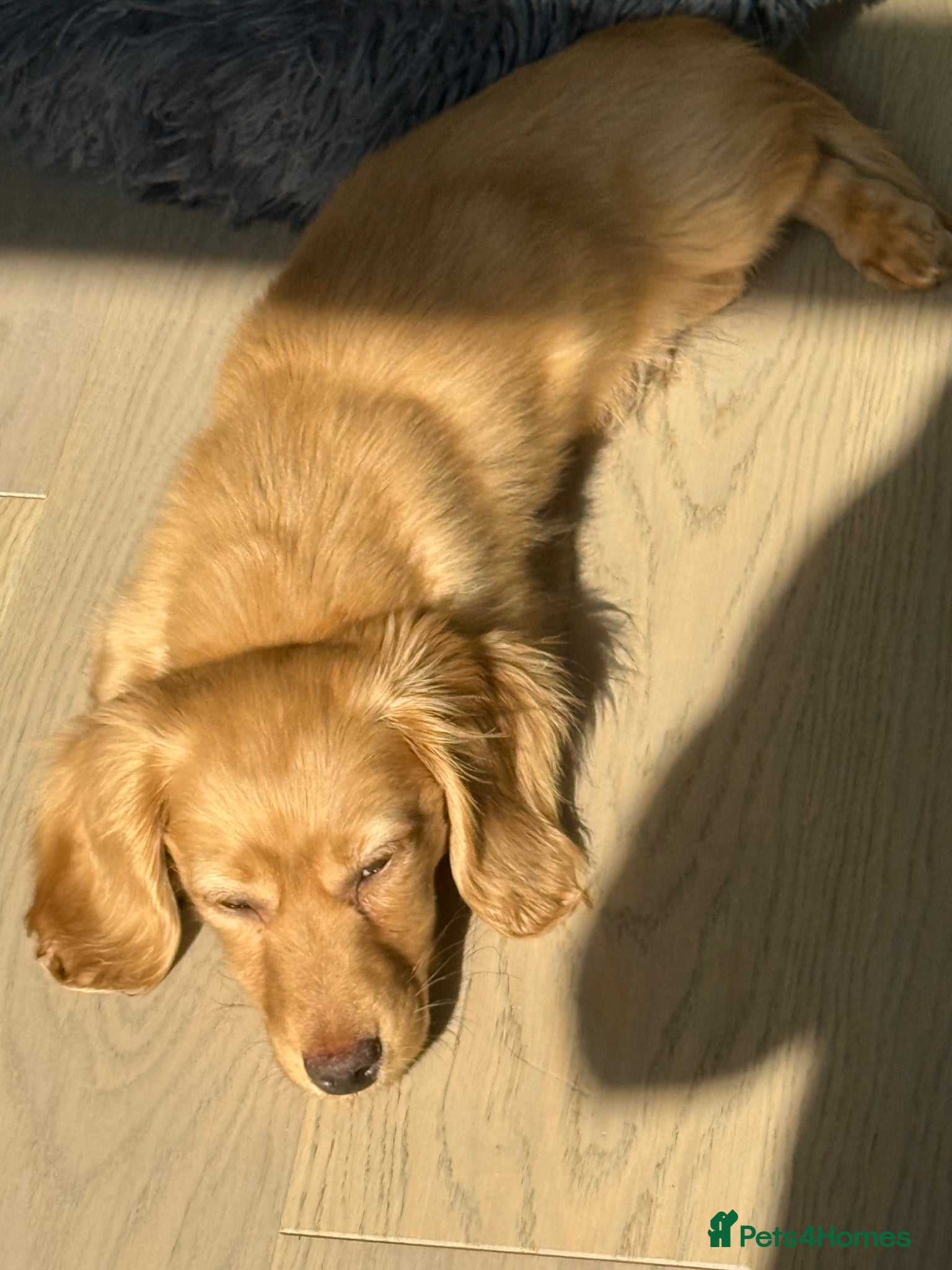 Miniature Dachshund dogs for sale: Cream miniature dachshund  - Advert 8