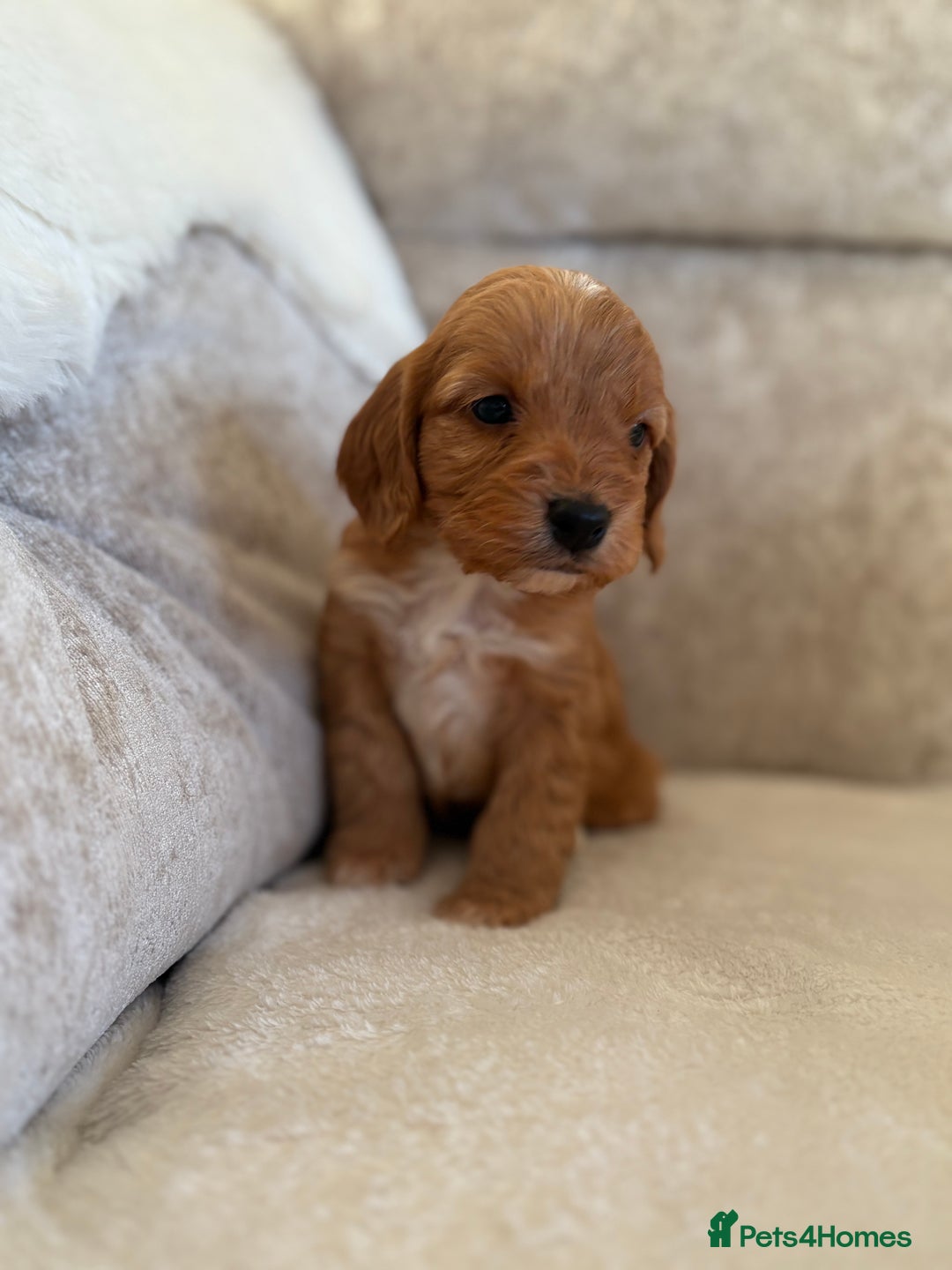 Cockapoo dogs for sale: F1 Cockapoo puppies - Advert 14