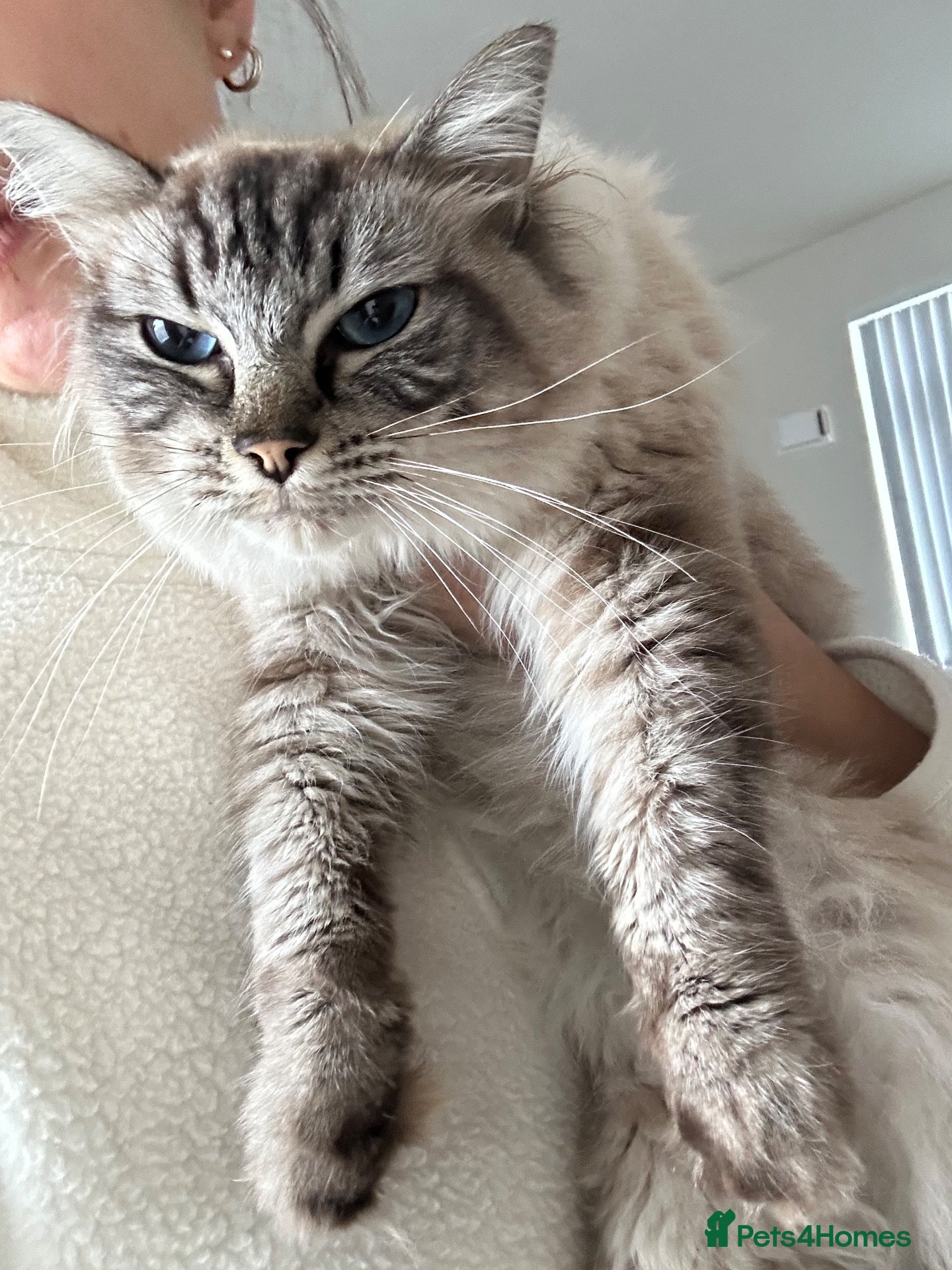 Ragdoll cats A loving home for our sweet boy 🐾❤️ - Advert 1