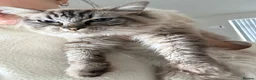 Ragdoll cats for sale: A loving home for our sweet boy 🐾❤️ - Advert 1