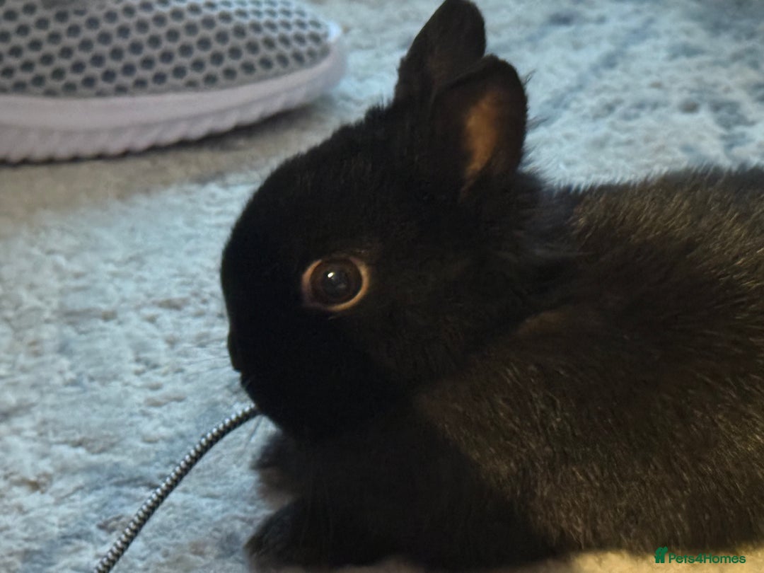 Netherland Dwarf rabbits for sale: Netherland Dwarf female black rabbit - Advert 4