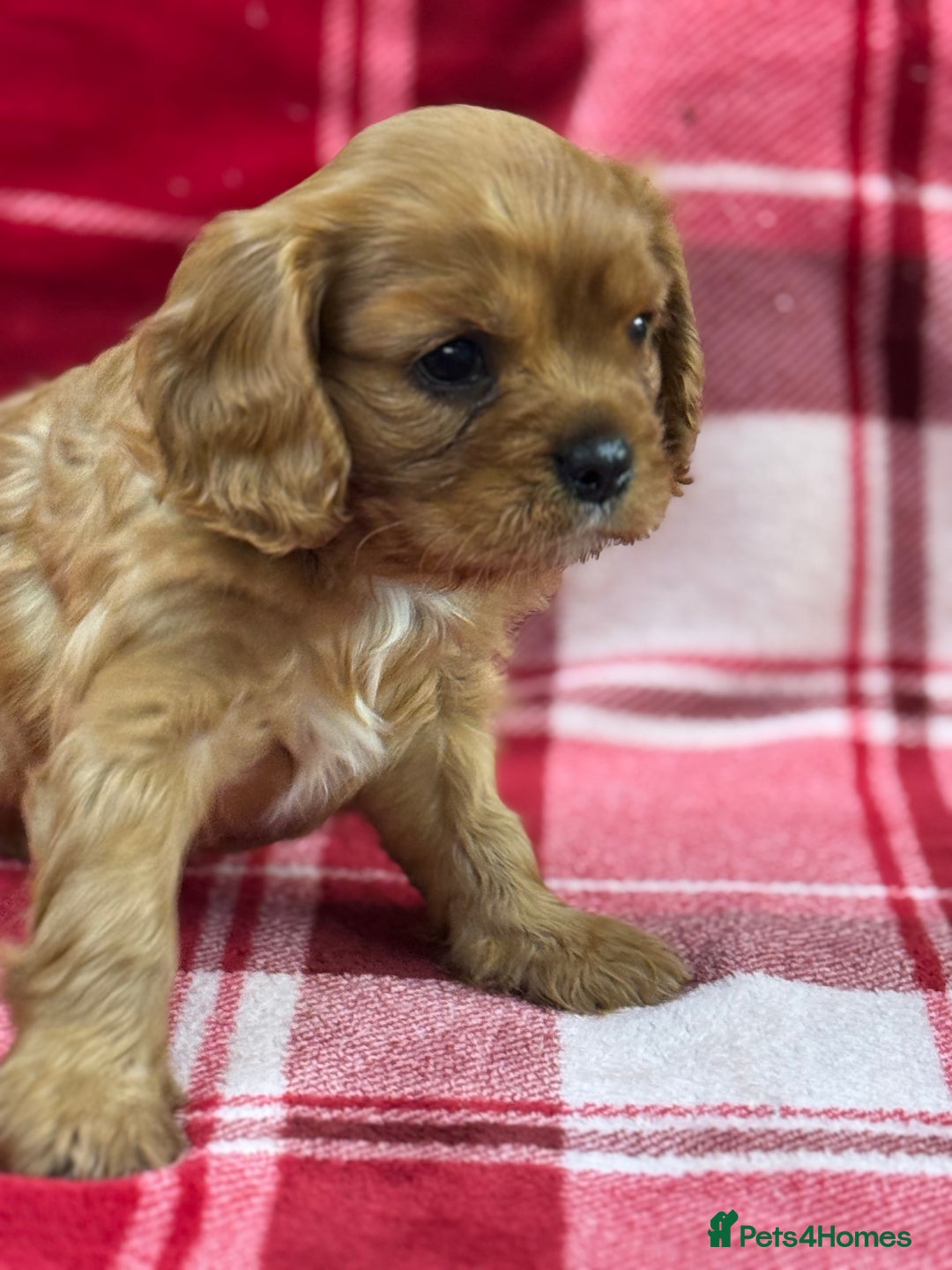 Cavalier King Charles Spaniel dogs for sale: Cavalier King Charles pups  - Advert 21