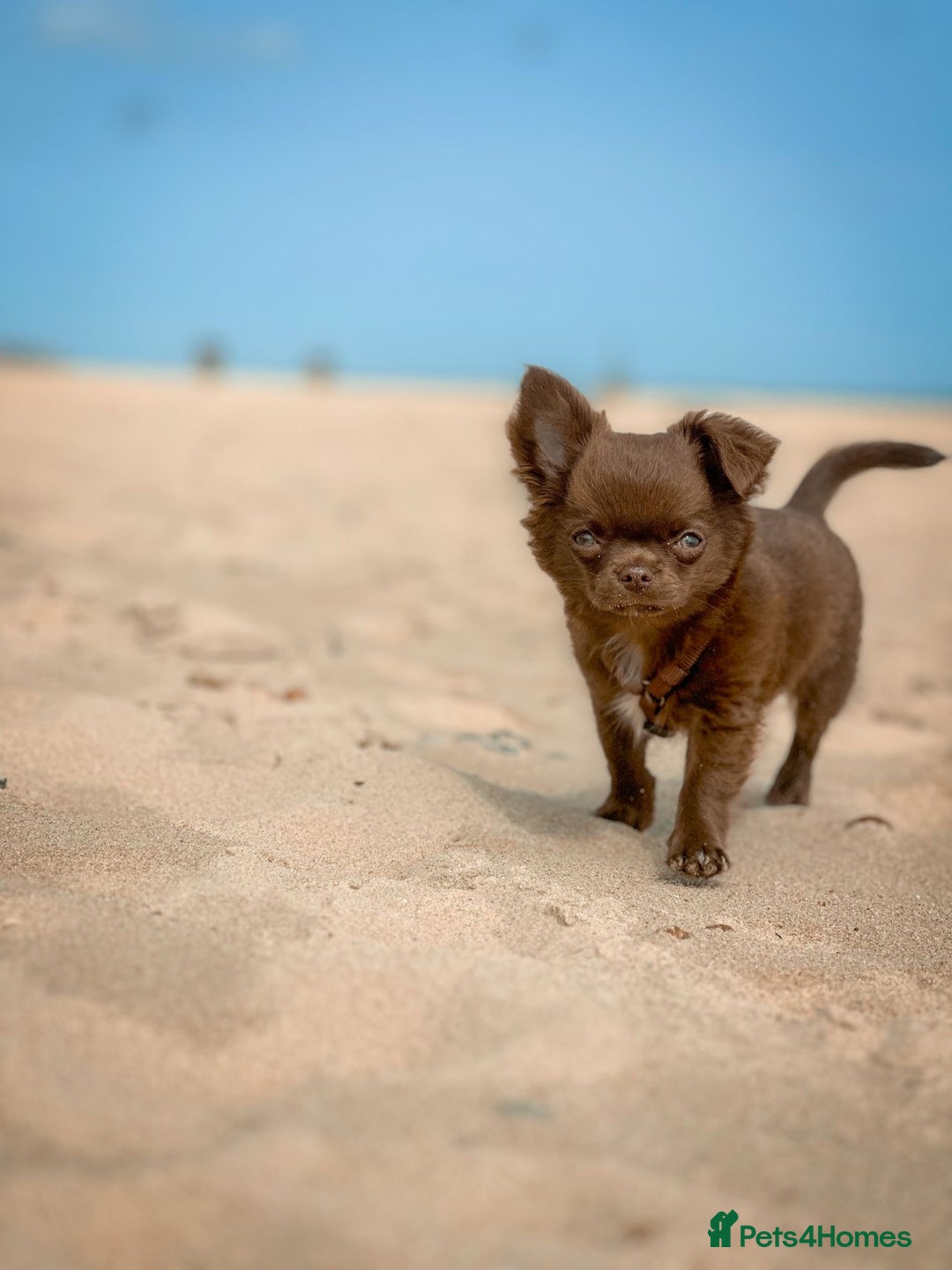 Chihuahua dogs for sale: KC reg LC choc boy - health tested parents  - Image 2