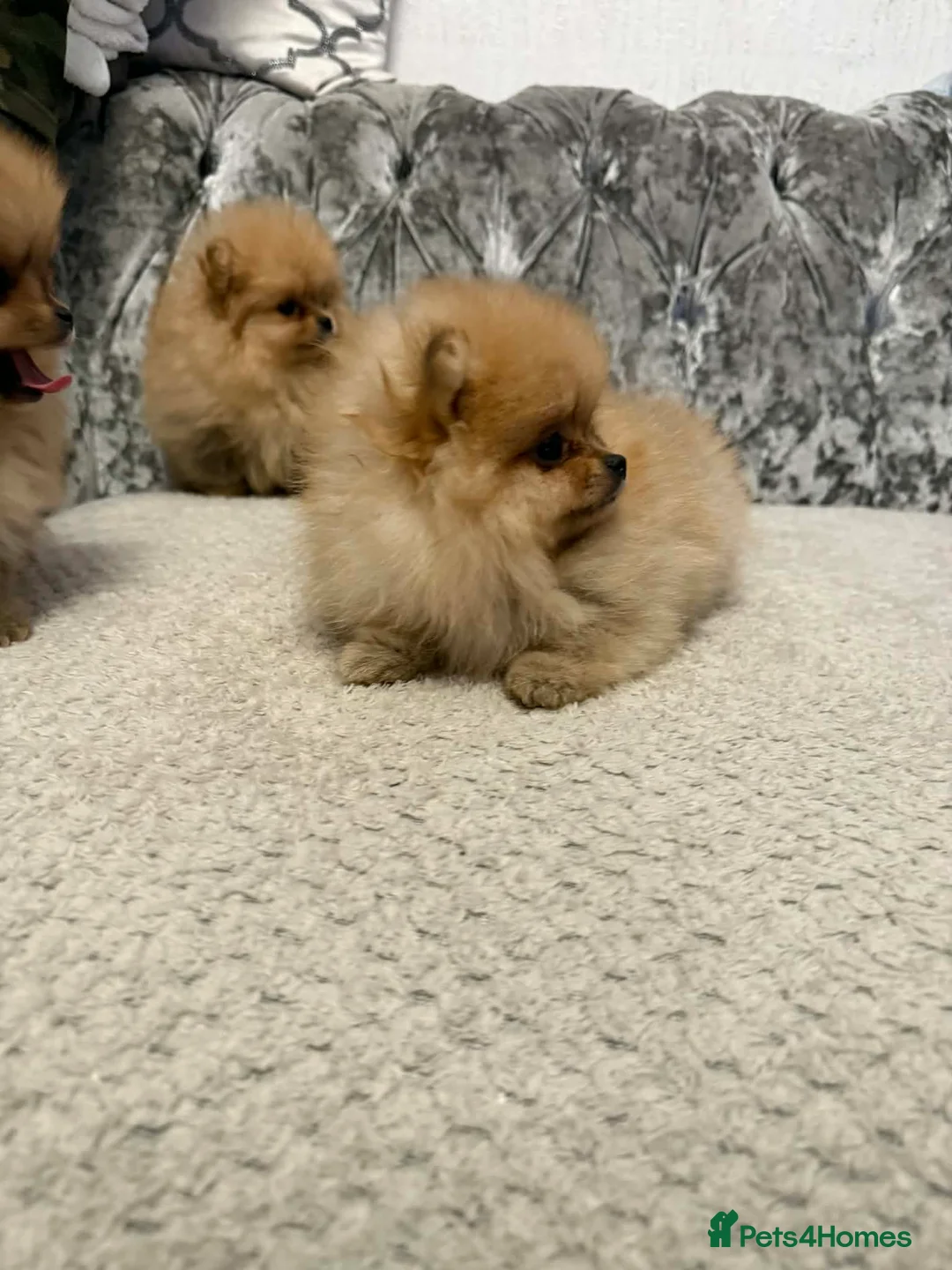 Pomeranian dogs for sale: pomeranian puppies - Advert 10