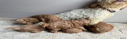 Cavapoo dogs for sale: 🐶Gorgeous gold&white cavapoos🐶 - Advert 3