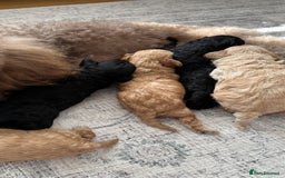 Toy Poodle dogs for sale: Toy poodles (5 girls and 2 boys) - Image 7