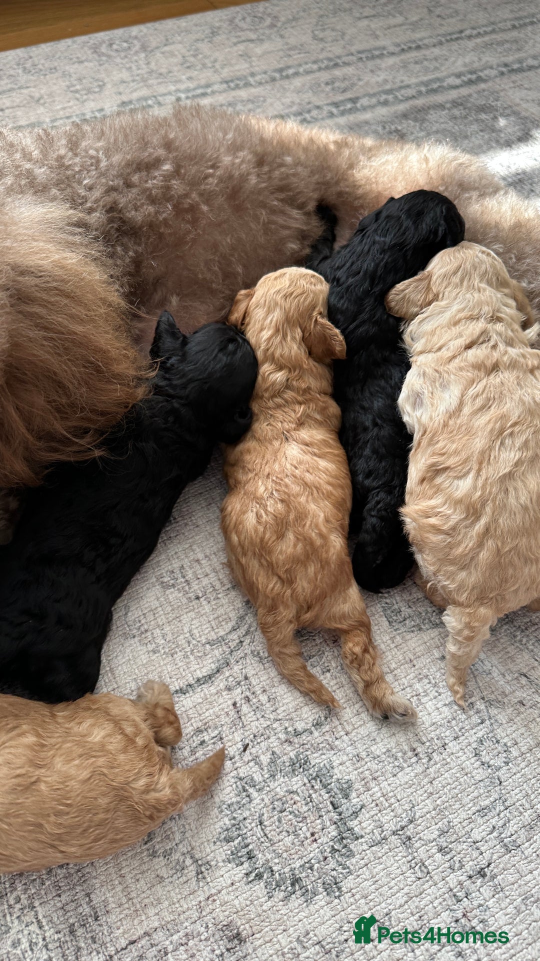Toy Poodle dogs for sale: Toy poodles (5 girls and 2 boys) - Image 7