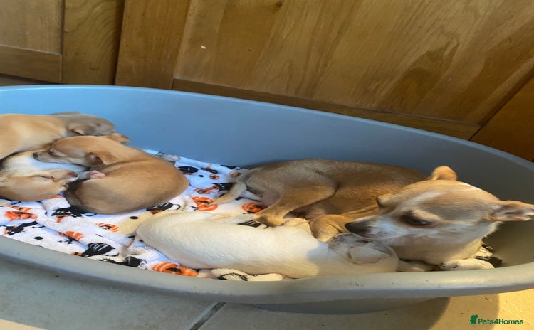 Chihuahua dogs - Advert 3