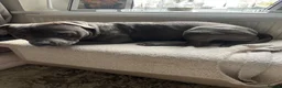Mixed Breed dogs for sale: Louie-18 month old- blue Staffy  in Port Talbot - Advert 2