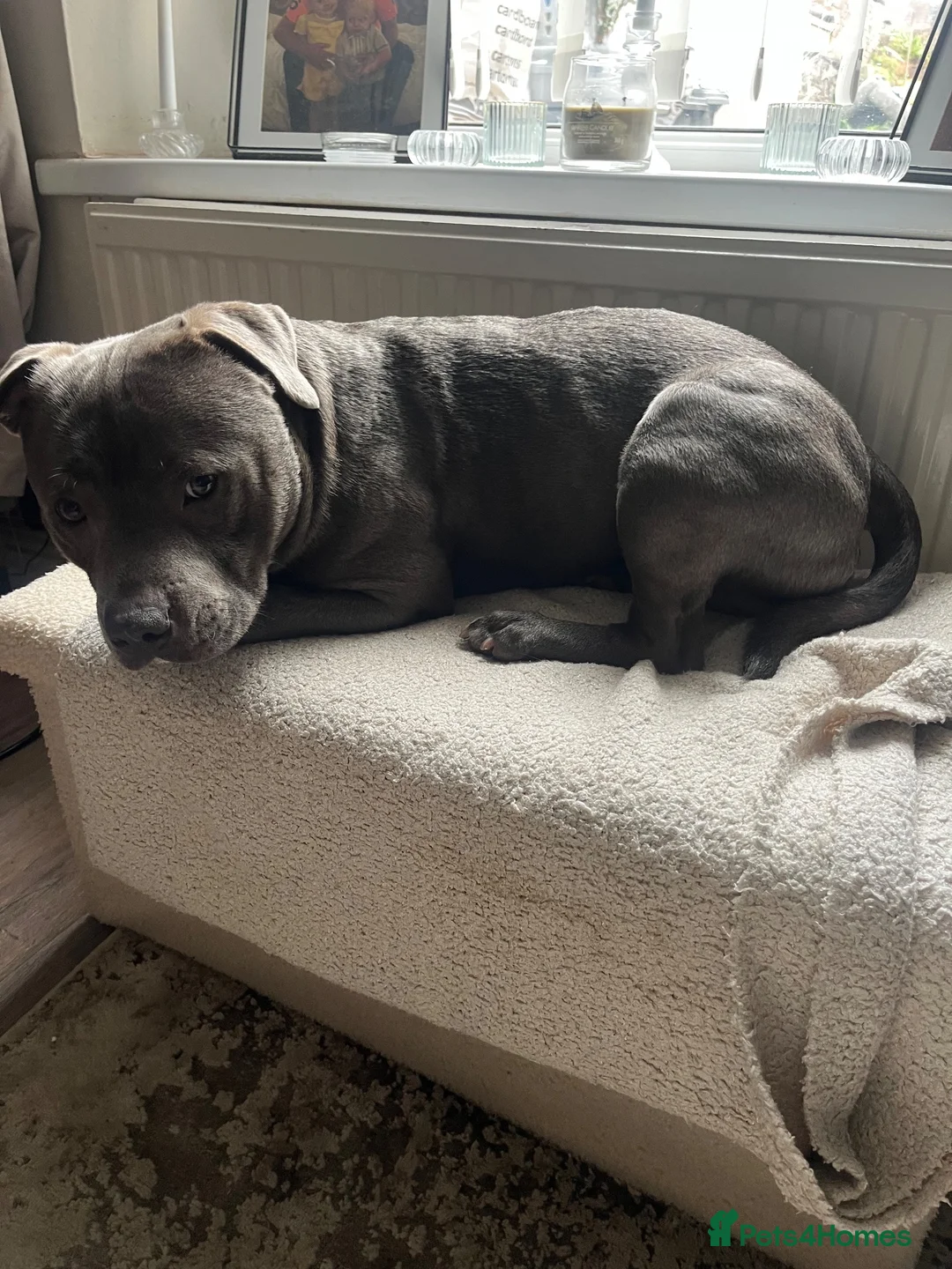 Mixed Breed dogs for sale: Louie-18 month old- blue Staffy  in Port Talbot - Advert 2