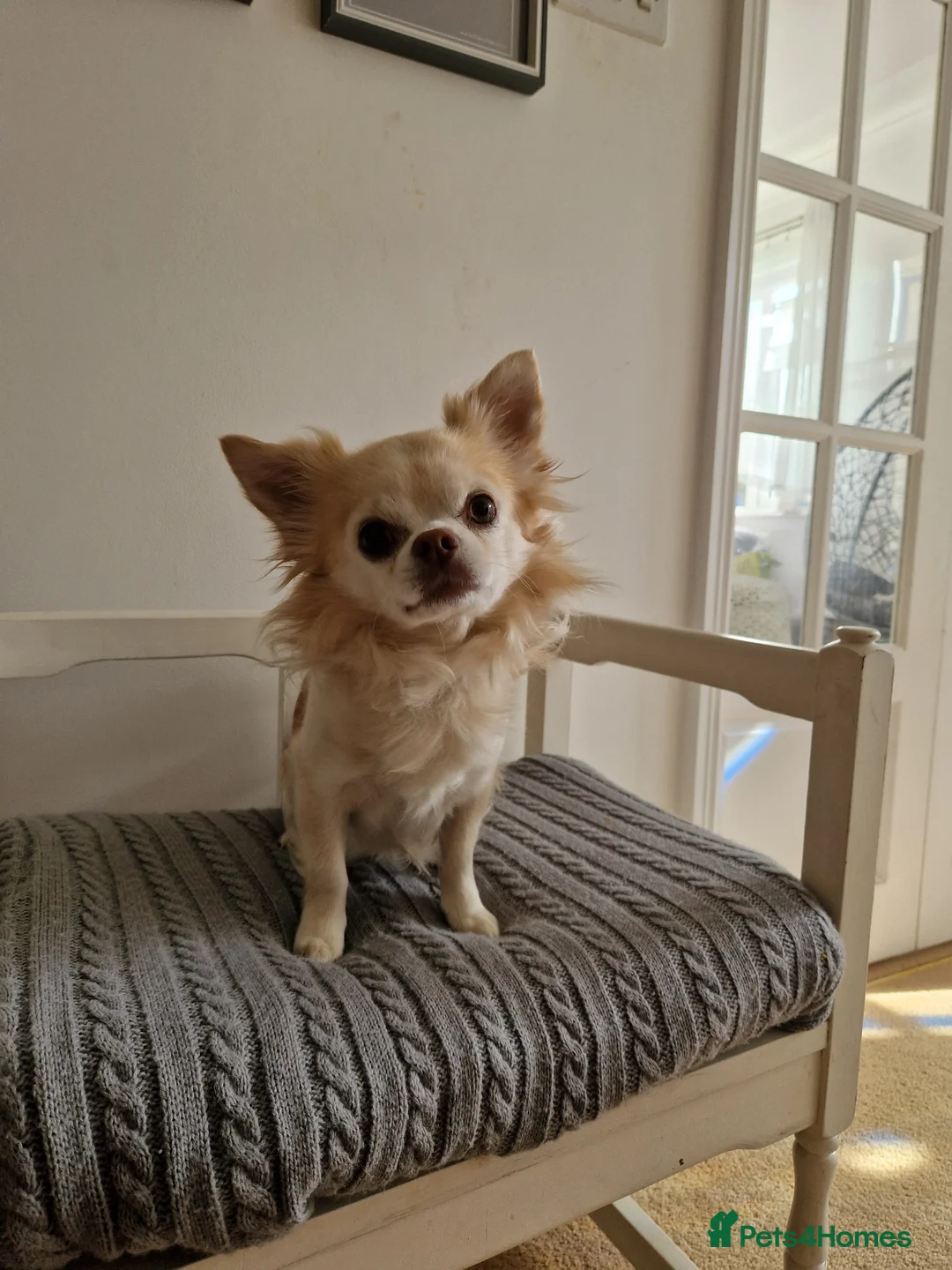 Chihuahua dogs for stud: Handsome Tody in Templecombe - Advert 2