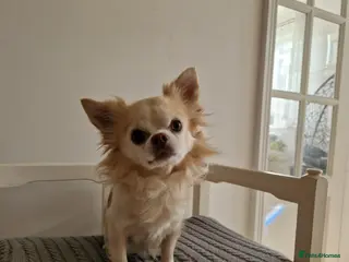 Chihuahua dogs Handsome Tody - Advert 22