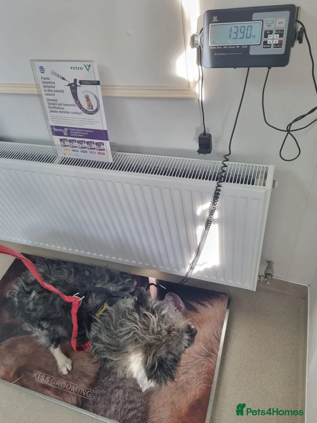 Mixed Breed dogs for sale: STORMY – s Superb young boy for a Loving Home - Advert 17