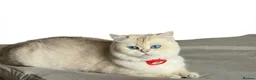 British Shorthair cats for sale: British Shorthair  - Advert 15