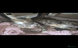 Mixed Breed cats for sale: Cute litter  - Image 2