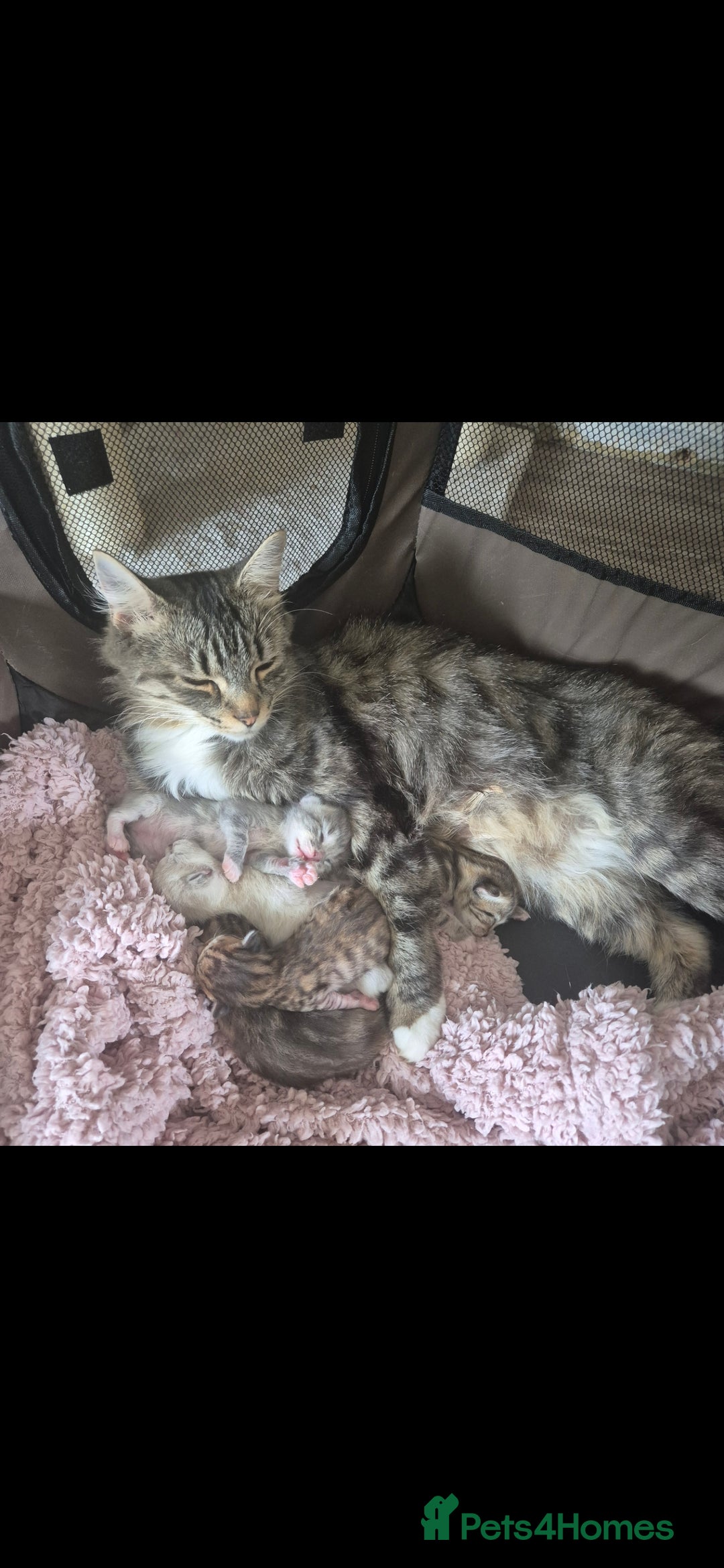 Mixed Breed cats for sale: Cute litter  - Image 2