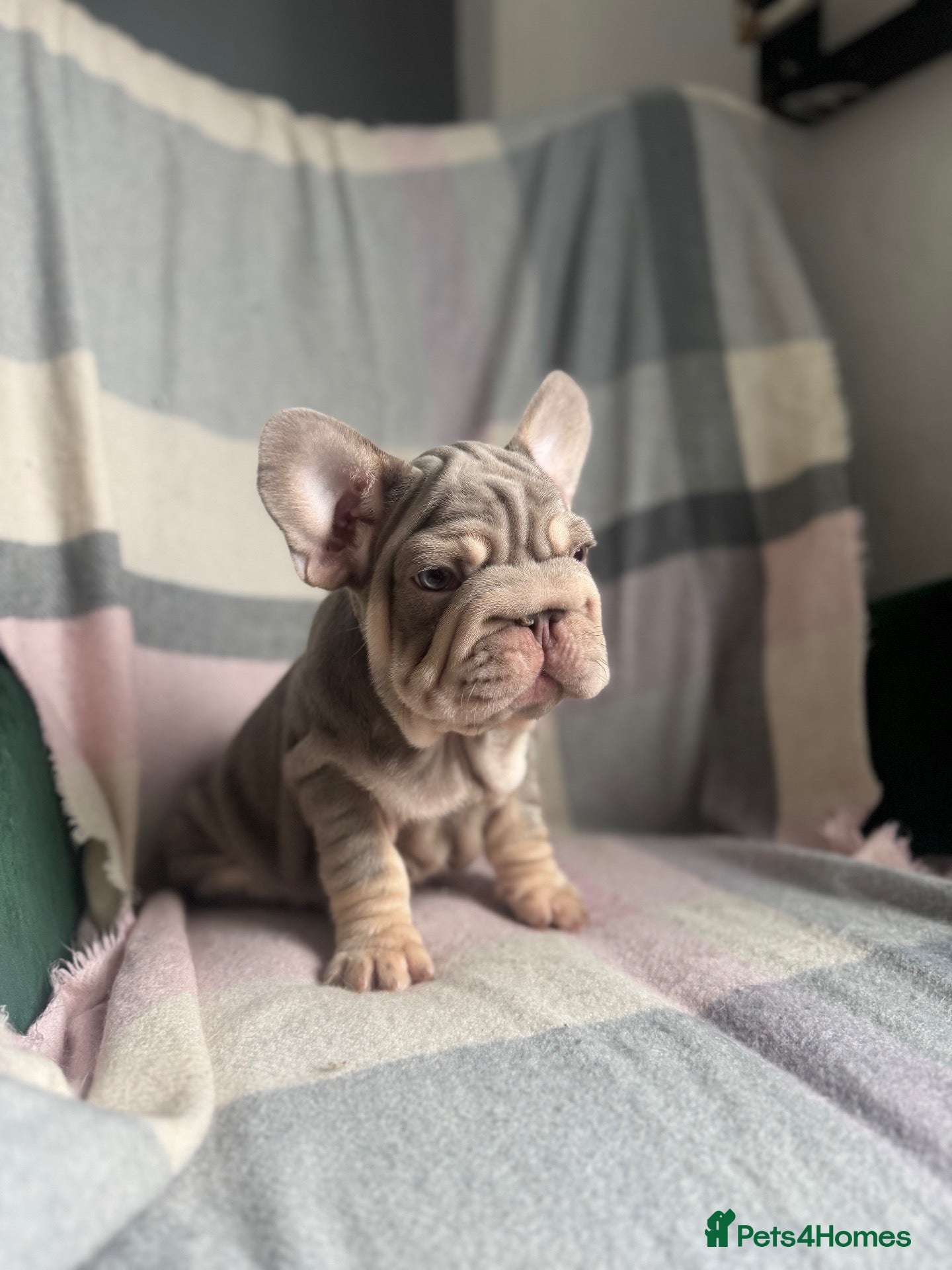 French Bulldog dogs FRENCHBULLDOG PUPPIES - Advert 10