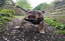English Bulldog dogs for sale: Lilac & Tan English Bulldog 3 Yr Old MALE - Image 12