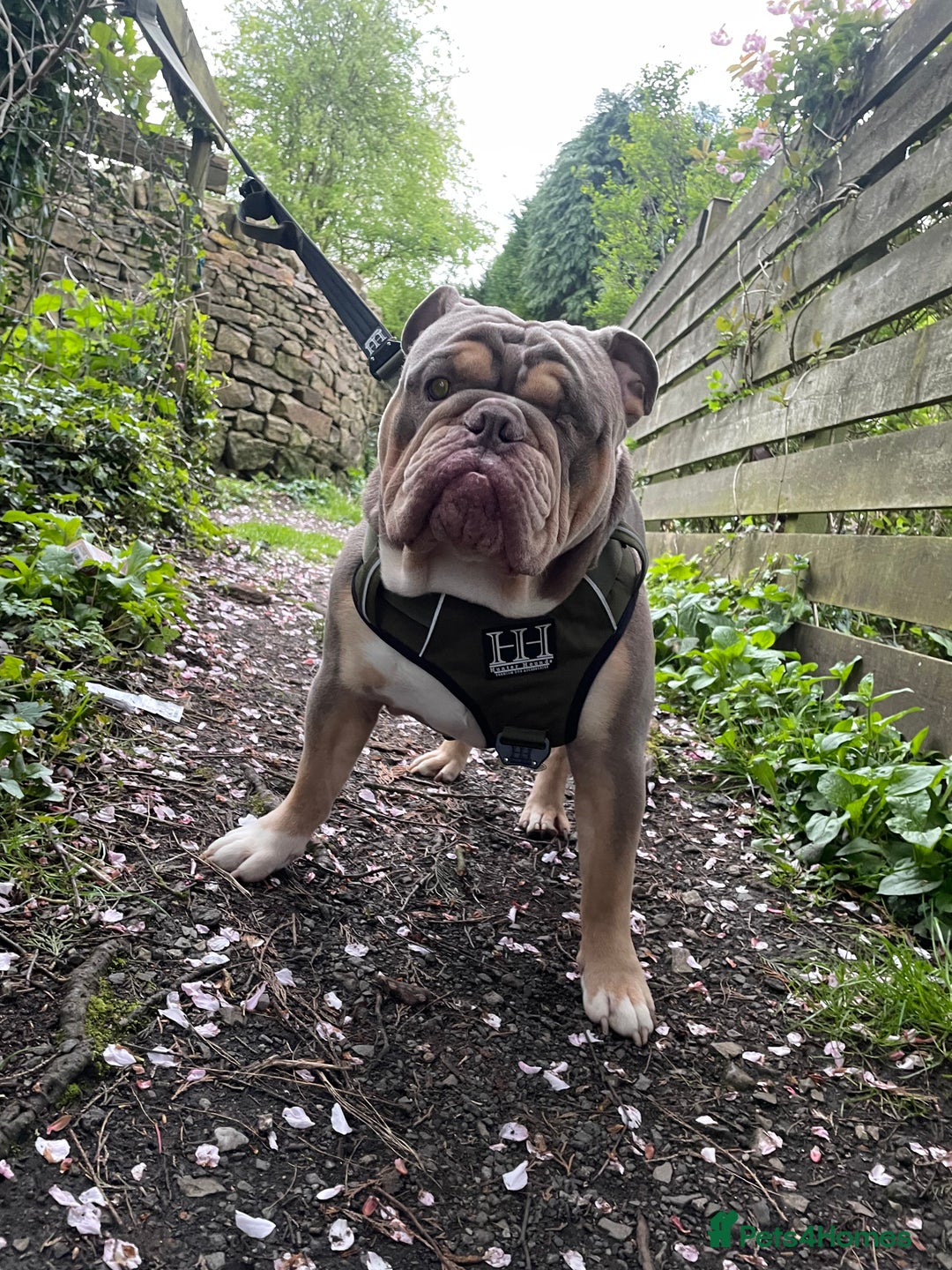 English Bulldog dogs for sale: Lilac & Tan English Bulldog 3 Yr Old MALE - Image 12