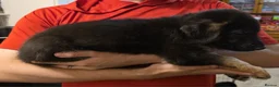 German Shepherd dogs for sale: German Shepard x Labrador pups for sale - Advert 11