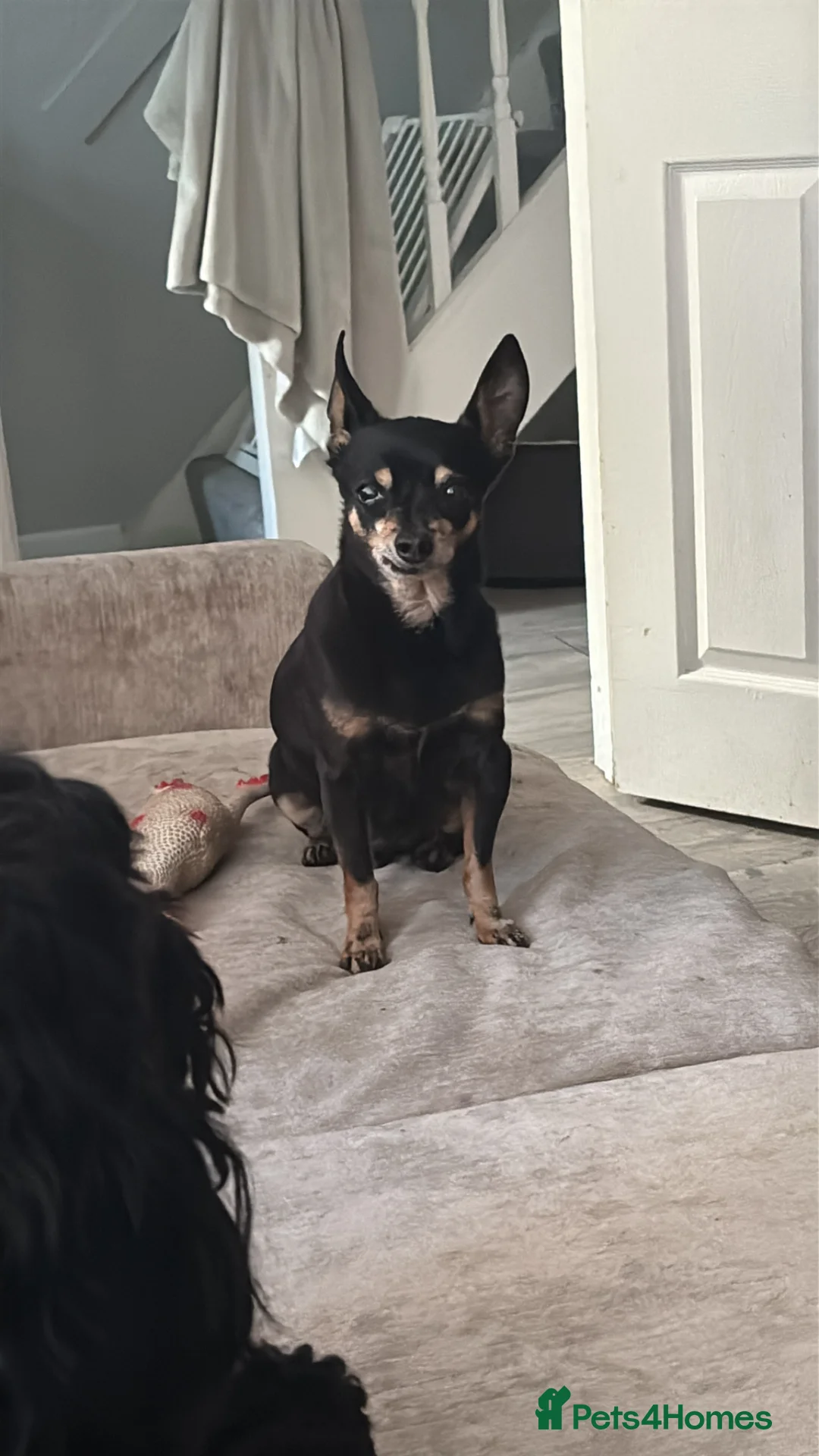 Russian Toy Terrier dogs for sale: Archie chi 😍 in Pontypool - Advert 6