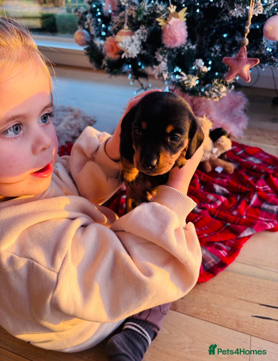 Miniature Dachshund dogs for sale: Miniature dachshund puppies - Advert 5