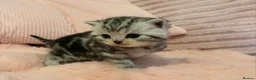 British Shorthair cats for sale: Beautiful bsh kittens  - Advert 8