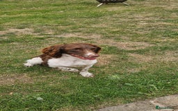 English Springer Spaniel dogs for sale: Bramble the English Springer Spaniel - Image 12