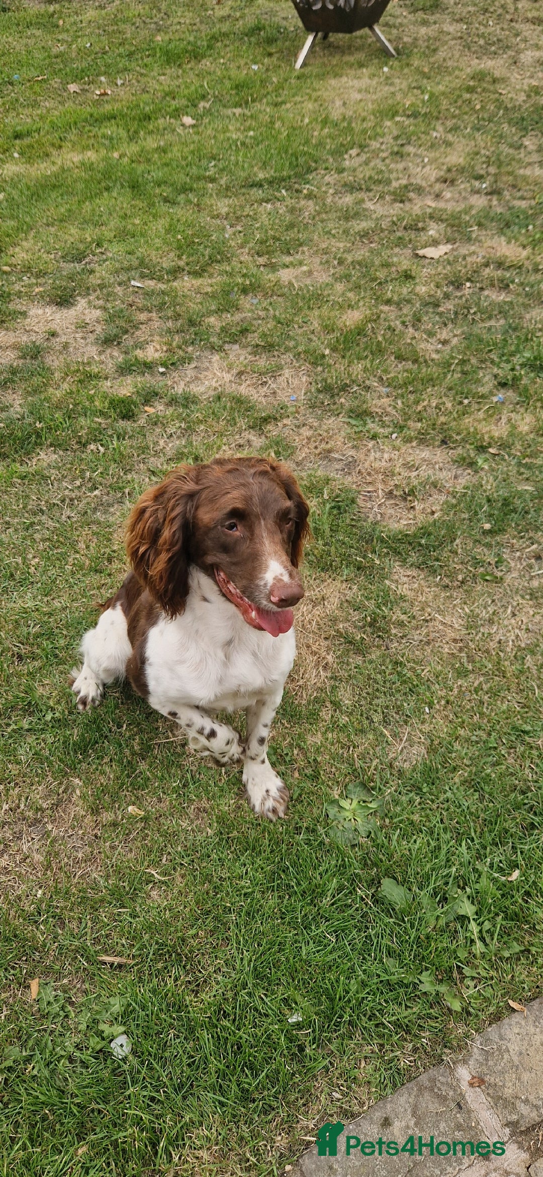 English Springer Spaniel dogs for sale: Bramble the English Springer Spaniel - Image 12