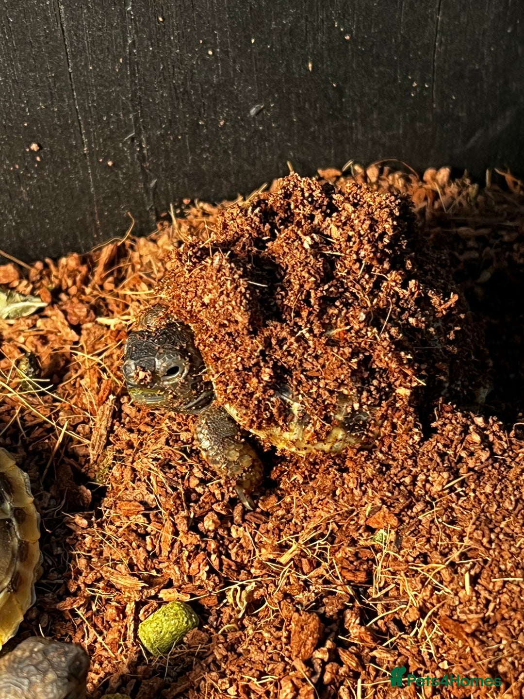Tortoise reptiles for sale: Baby Herman Tortoise for sale - Advert 2