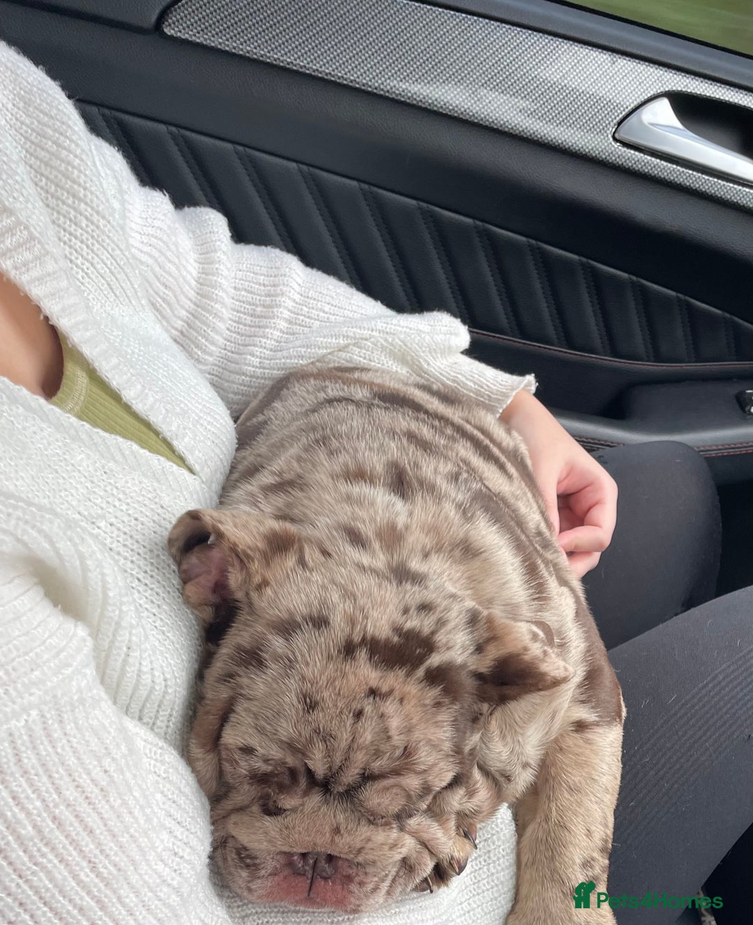 English Bulldog dogs for sale: World class English bulldogs / reduced  - Advert 6