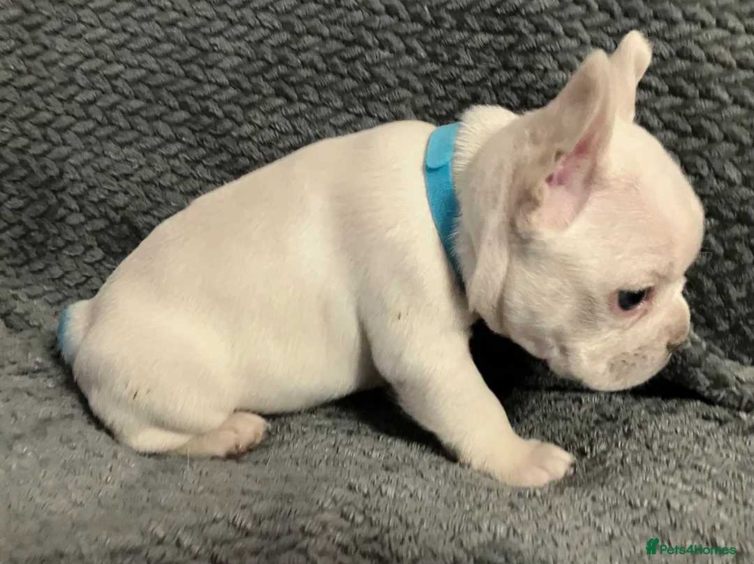 French Bulldog dogs for sale: Ready - Lilac Platinum - Fluffy Carriers - Advert 21