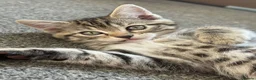Mixed Breed cats for sale: Bengal mix  in Rhyl - Advert 8