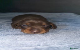Miniature Dachshund dogs for sale: 3 girl miniature dachshunds  - Image 10