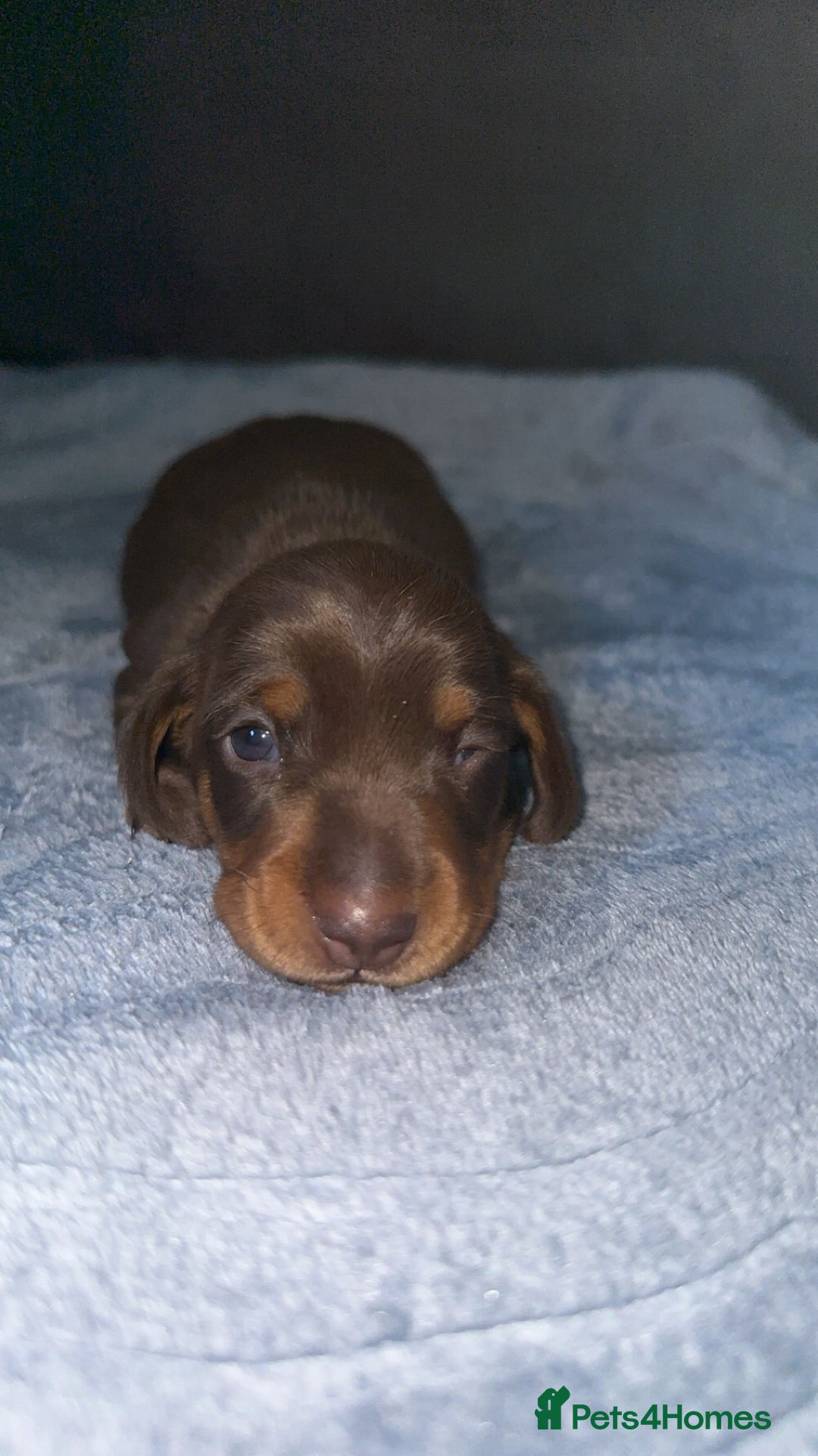 Miniature Dachshund dogs for sale: 3 girl miniature dachshunds  - Image 10