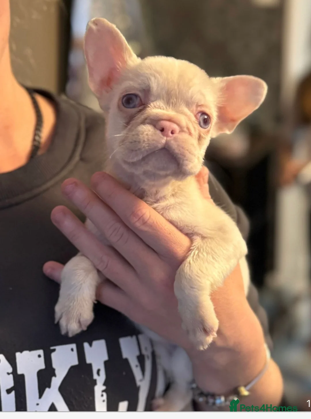 French Bulldog dogs for sale: French bulldogs  - Advert 16