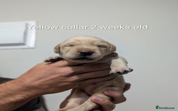 Labrador Retriever dogs for sale: Golden/Yellow Labrador retriever Puppies - Image 10