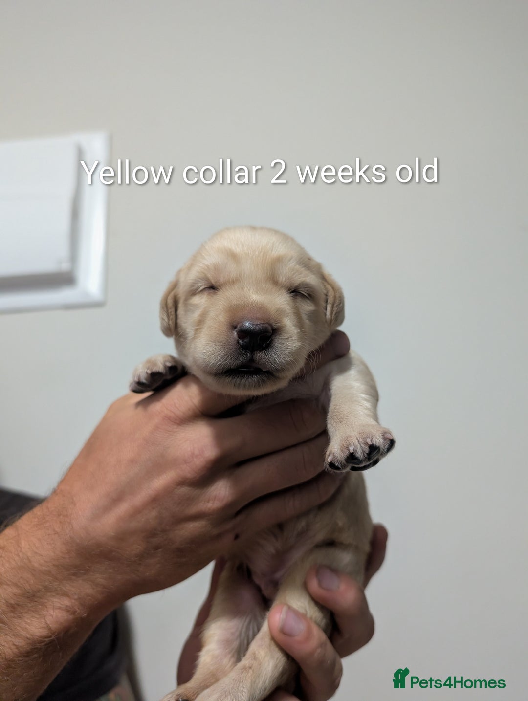 Labrador Retriever dogs for sale: Golden/Yellow Labrador retriever Puppies - Image 10