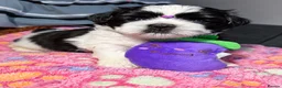 Shih Tzu dogs for sale: Beautiful Shih Tzu Puppies – Boys & Girls - Advert 4