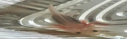 Axolotl reptiles for sale: Baby Axolotls  in Middlesbrough - Advert 2