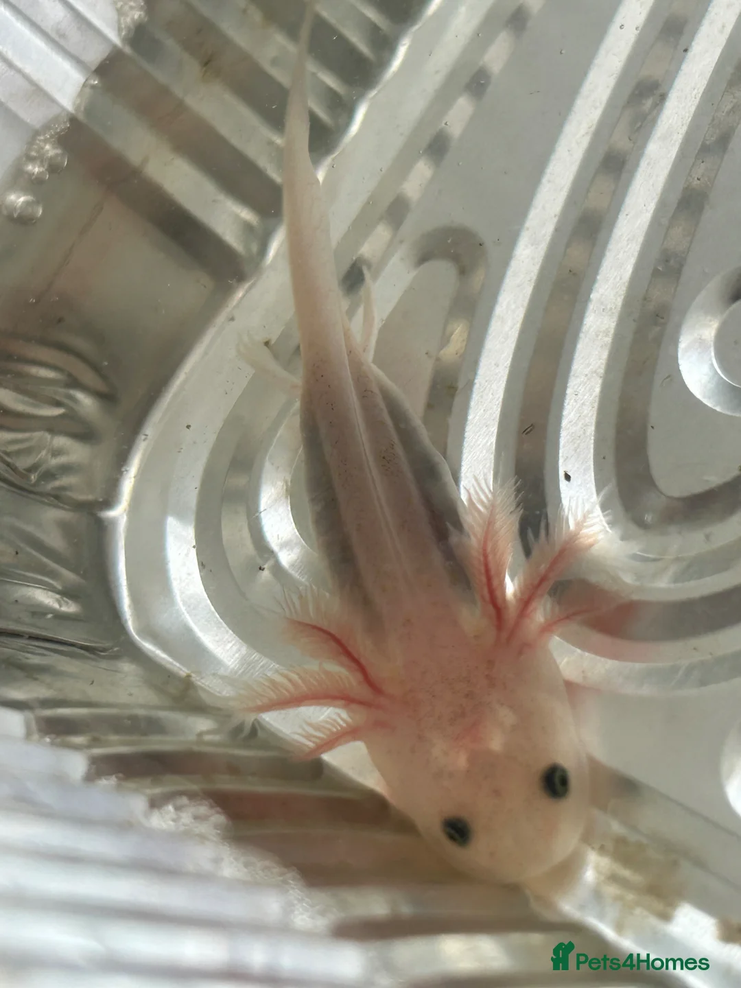 Axolotl reptiles for sale: Baby Axolotls  in Middlesbrough - Advert 2