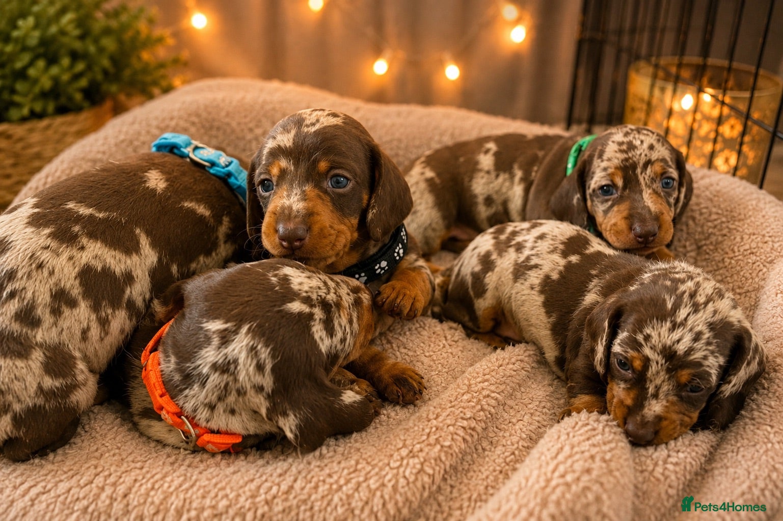 Miniature Dachshund dogs KC Registered Miniature Dachshund Puppies  - Advert 3
